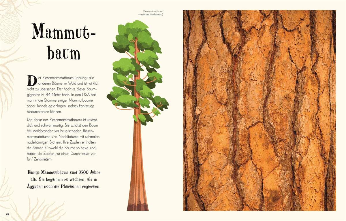 DK Verlag Wundervolle Welt der Natur - Ein Naturbilderbuch für die ganze Familie