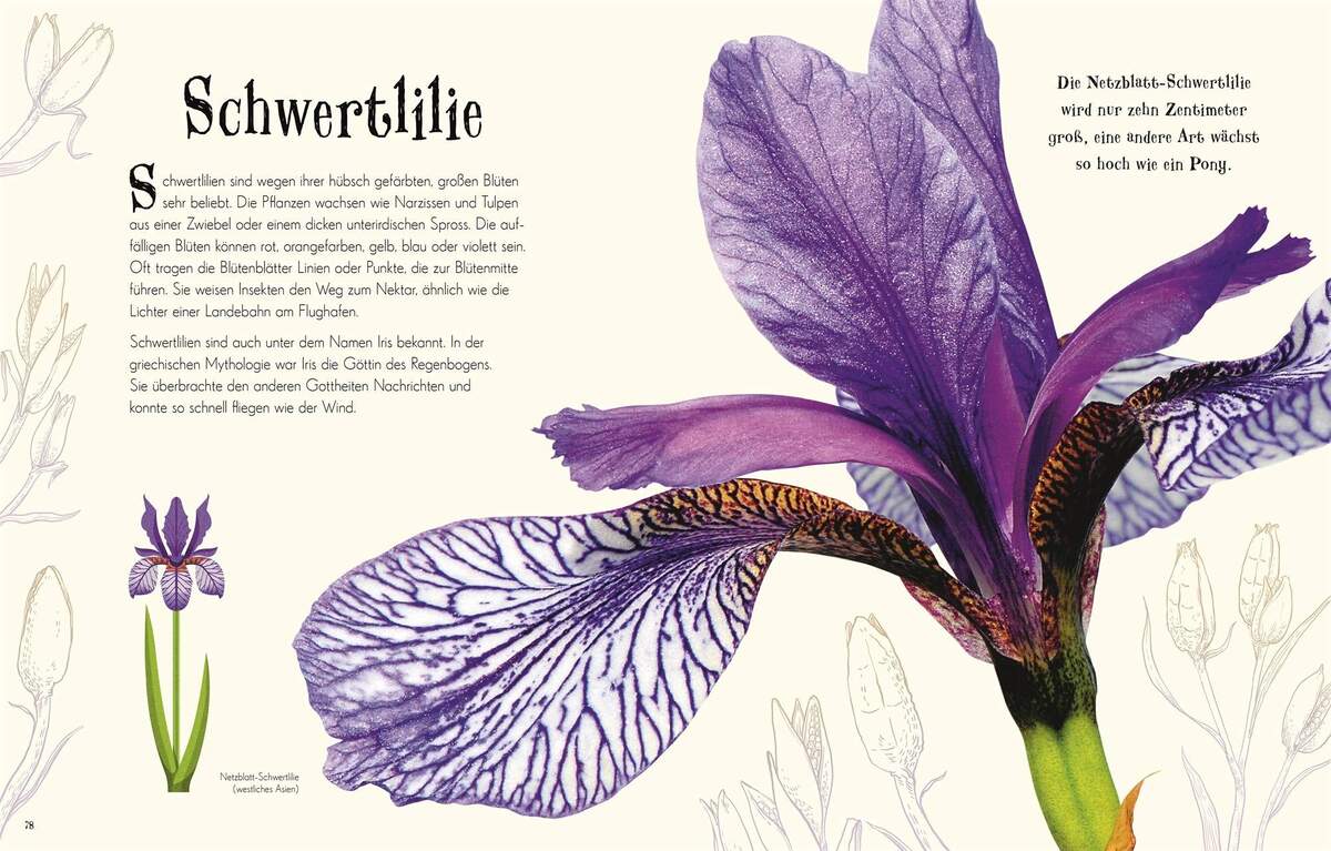 DK Verlag Wundervolle Welt der Natur - Ein Naturbilderbuch für die ganze Familie
