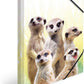 HERMA Sammelmappe, PP A3 exotische Tiere, Erdmännchen