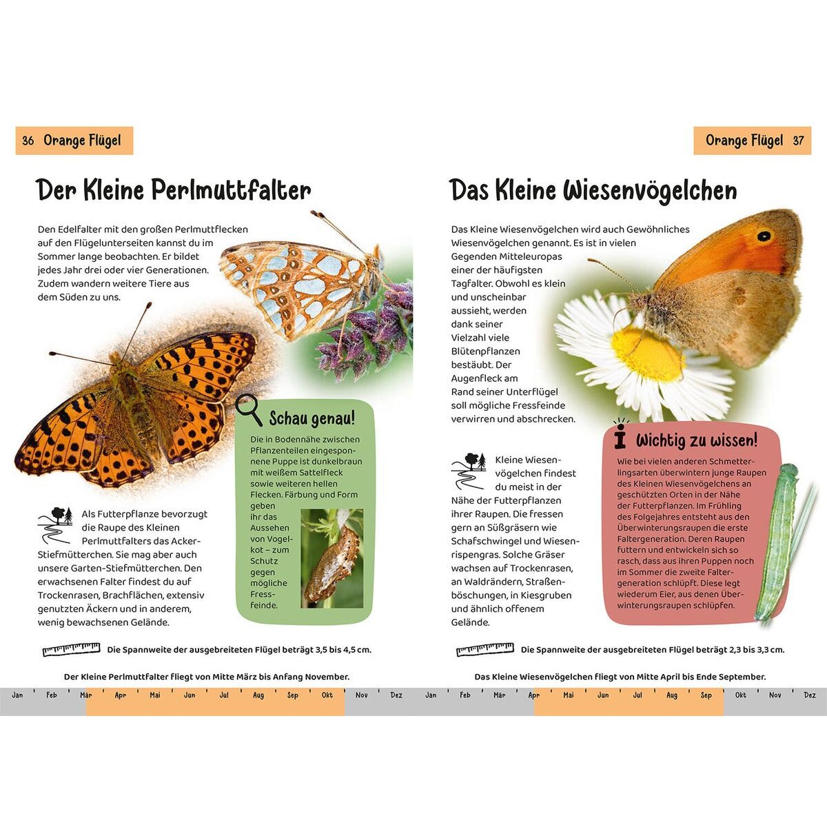 KOSMOS Kindernaturführer - Welcher Schmetterling ist das?