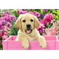 Ravensburger Kinderpuzzle Freunde mit Fell, 2x24 Teile
