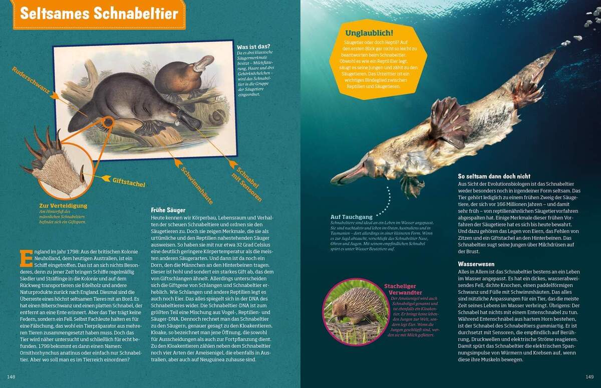 Tessloff Buch Was ist was Abenteuer Evolution